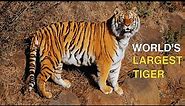 The World's Largest Tiger | Wild Animalogy