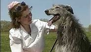 Scottish Deerhound - AKC Dog Breed Series