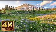 (3 hours) 4K UHD Relaxation video: Mount Rainier National Park Washington State, Nature Sounds - 1