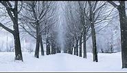 Snow Covered Winter Alley Free Background Videos, No Copyright | All Background Videos