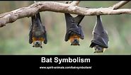 Bat Symbolism