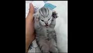 Dramatic Kitten Meme Template | Screaming Cat Meme