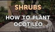 How to Plant Ocotillo