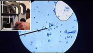 Observing epithelial cheek cells under a microscope Virtual Lab
