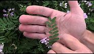 Crown vetch (Securigera varia) A listed invasive plant in Wisconsin