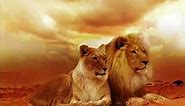 ► Beautiful Lion Wallpaper Images / Best Free Wild Animal Screensaver Pictures ◄