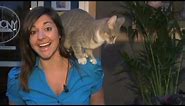 Cat climbs reporter on air