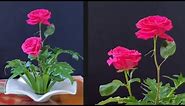 FLOWER ARRANGEMENT IDEAS 535. Two Beautiful Deep Pink Roses