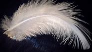Angel Feather Colours and Their Meanings