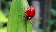 RED LILY BEETLES HOW TO PREVENT AND GET RID OF THEM ORGANICALLY THE LITTLE GARDENER