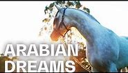 Fascinating Arabian horses at the Mulawa Stables | RIDE