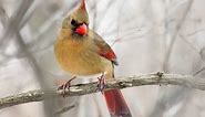 Female Cardinal at Feeder with Bird call