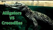 Alligator vs Crocodile: Key Differences and Who Wins a Fight?