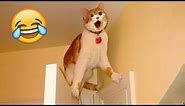 Cats and their life dramatic - FUNNIEST Cat Videos 2023