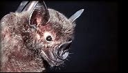 How do Bats Hunt Their Prey?| Top Bat | BBC Earth