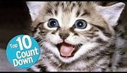 Top 10 Domesticated Cat Breeds