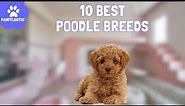 10 Best Poodle Mix Breeds - Discover Your Perfect Canine Companion