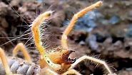 Giant Spider Camel Spider in Iraq