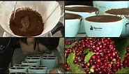 Geisha coffee, the world's most expensive bean from Panama | AFP