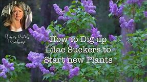 Propagate Lilac Shoots or Suckers - Easiest Way to Start Lilacs!