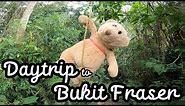 We went to Bukit Fraser (Fraser Hill) for a day, to get our Nature fix