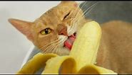 Cat Eating Banana for the first timeㅣDino cat