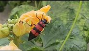 Blister Beetle at my home | Red and Black Striped Blister Beetle | Insects in India
