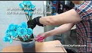 How To Create Blue Rose by 24Hrs City Florist Singapore