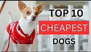 Top 10 Cheapest Dog Breeds: Affordable Pups for Your Family