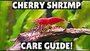 Cherry Shrimp Care Guide! - Everything You Need To Know!