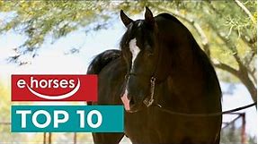 Top 10 oldest horse breeds