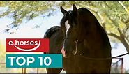 Top 10 oldest horse breeds