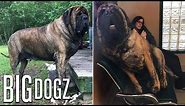 Our GIANT 250lb Mastiff Is Built Like A Wrestler | BIG DOGZ