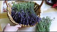 Tutorial How to Harvest and Dry Lavender