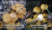 Honey Mushrooms with The Mushroom Hunter