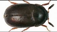 Black Carpet Beetle Life and Feeding Habits