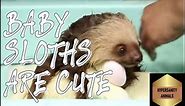 Cutest Baby Sloth Compilation