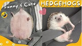 🦔😂 Funny and Cute Hedgehog Videos Compilation #4