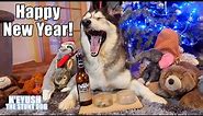 Husky Drinks And Argues About Resolutions! Speaking English!