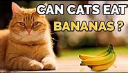 Can Cats Eat Bananas ? | Cat Diet Tips !!