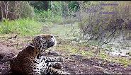 El rugido del jaguar (Panthera onca) // The roar of a male jaguar in Mexico