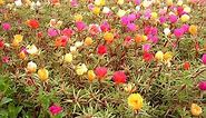 Moss Rose the best ground cover