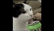 Paradise City (low quality) (with funny cat gifs)