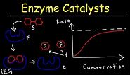 Enzymes - Catalysts