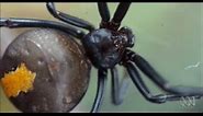 Redback Spider Mating Ritual