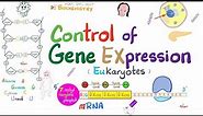 Control of Gene Expression | Transcription Factors, Enhancers, Promotor, Acetylation vs Methylation