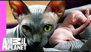 Bald & Beautiful: Sphynx Kittens | Too Cute!