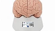 3B Scientific C15 Introductory Brain 2-part - 3B Smart Anatomy