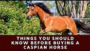 Caspian Horse: Things You Should Know About This Horse Breed