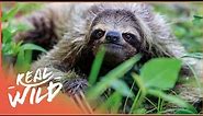 How Sloths Hide From Predators | Extraordinary Animals | Real Wild